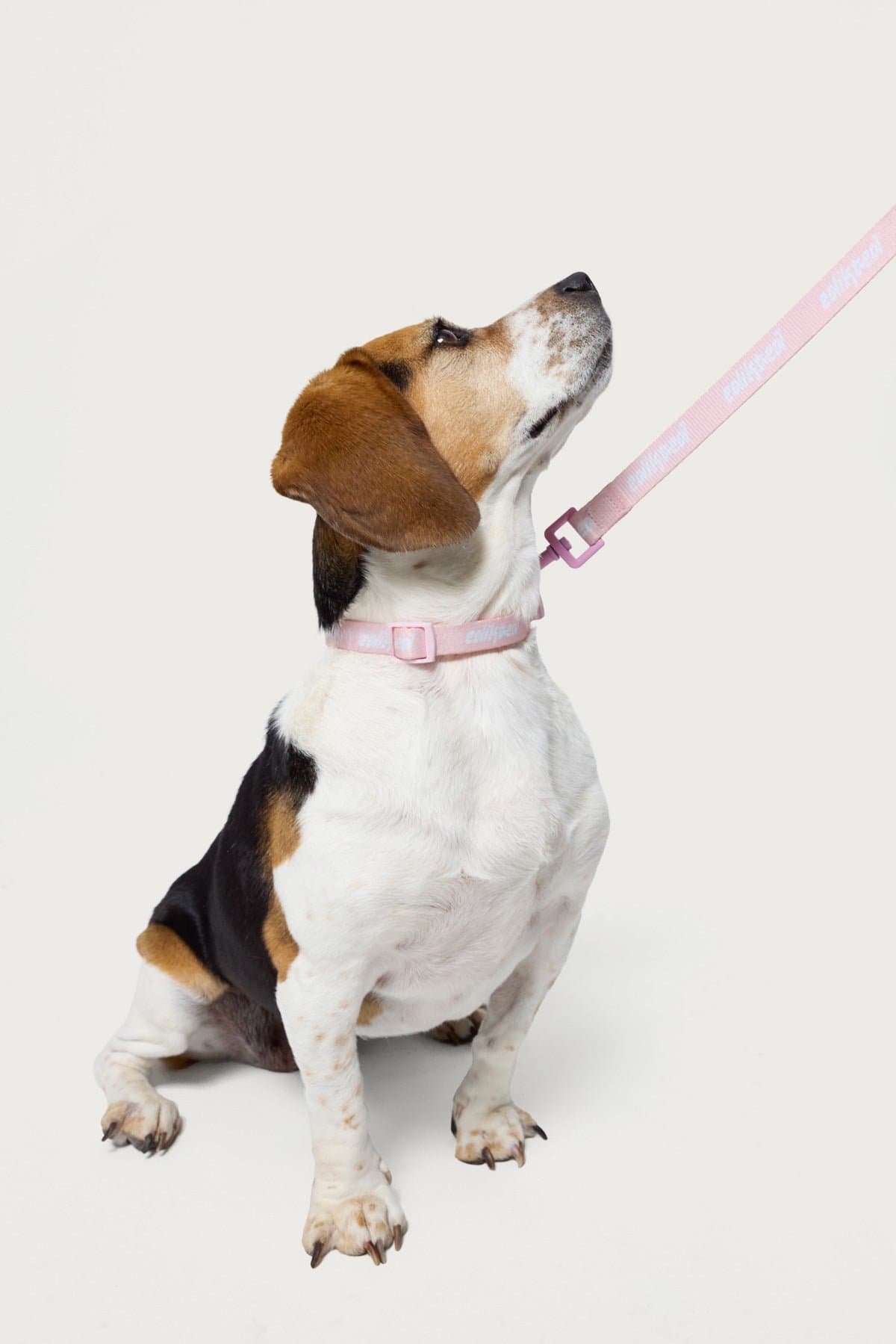 Edikted Pet Leash Graphic Text Polyester Metal Clasp 74.4 Inch Length