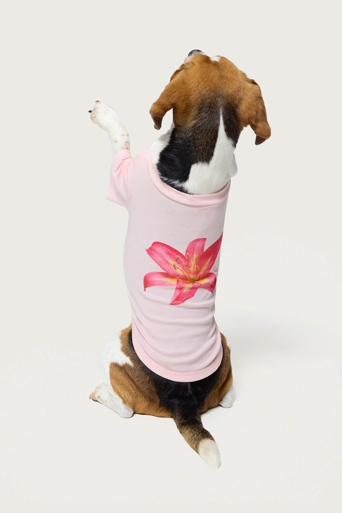 Daylily Pet T-Shirt Unisex Cotton Polyester Flower Graphic Print Medium