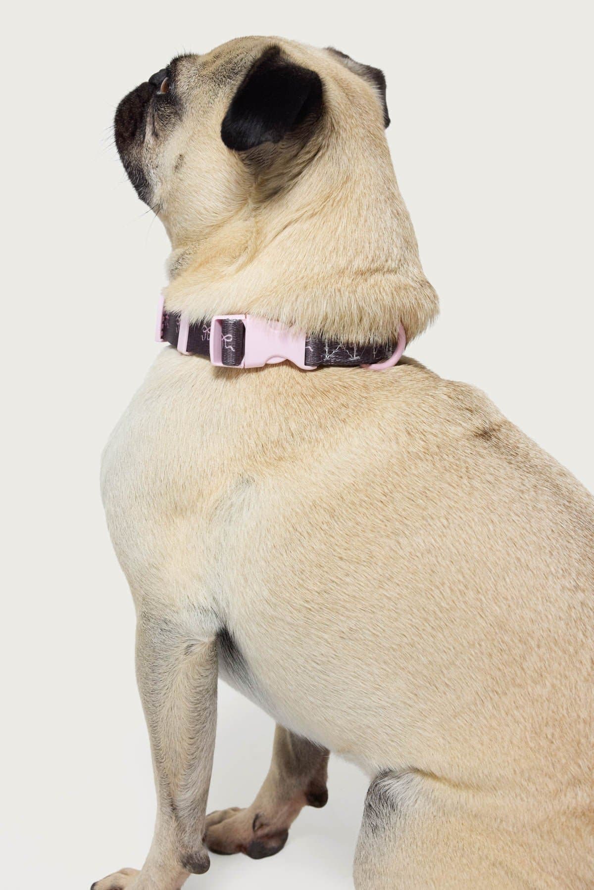 Bonney Bow Adjustable Pet Collar - Small Size, Polyester with Graphic Bow & Contrast Buckle