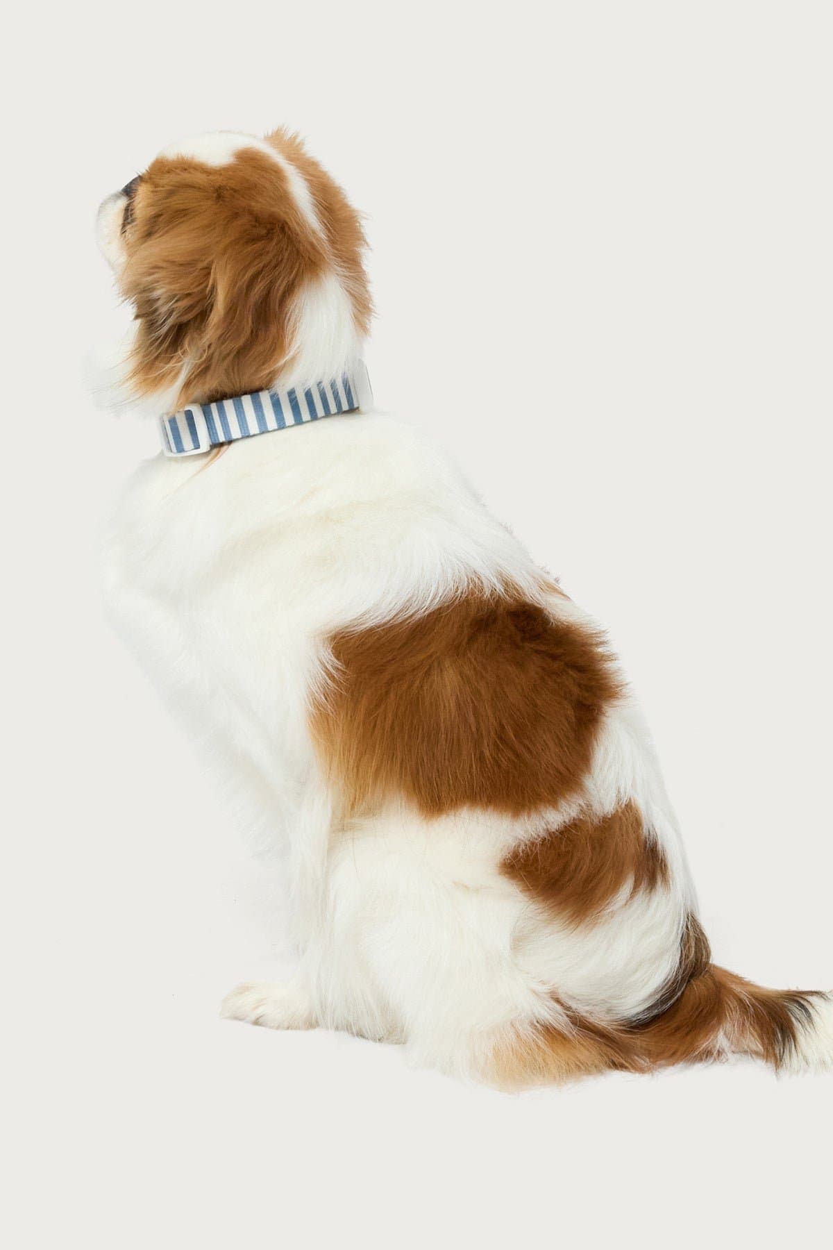 Striped Adjustable Pet Collar - Polyester, Plastic, Metal, Small Size