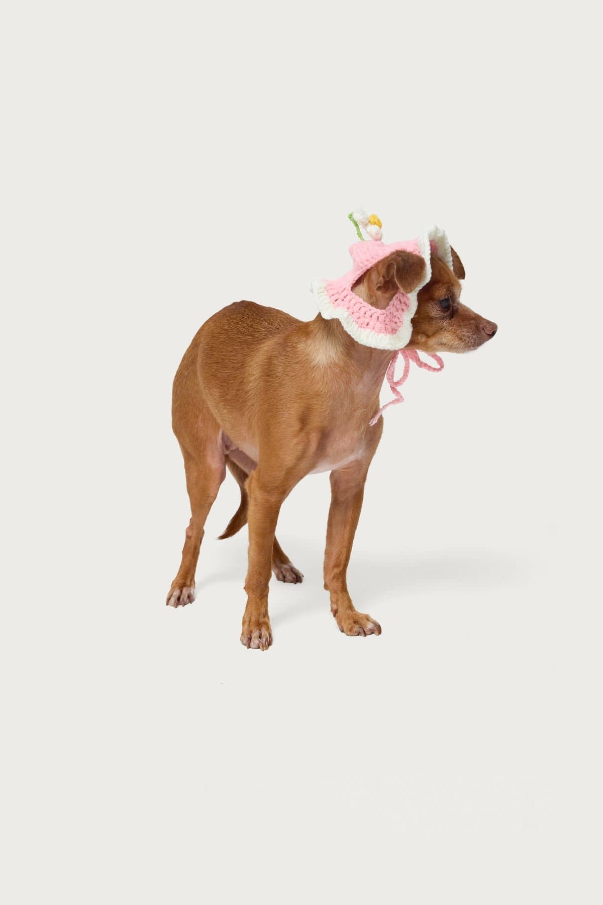 Petal Pet Crochet Hat - Flower Design Acrylic Fabric 6.4" Length 3.5" Width