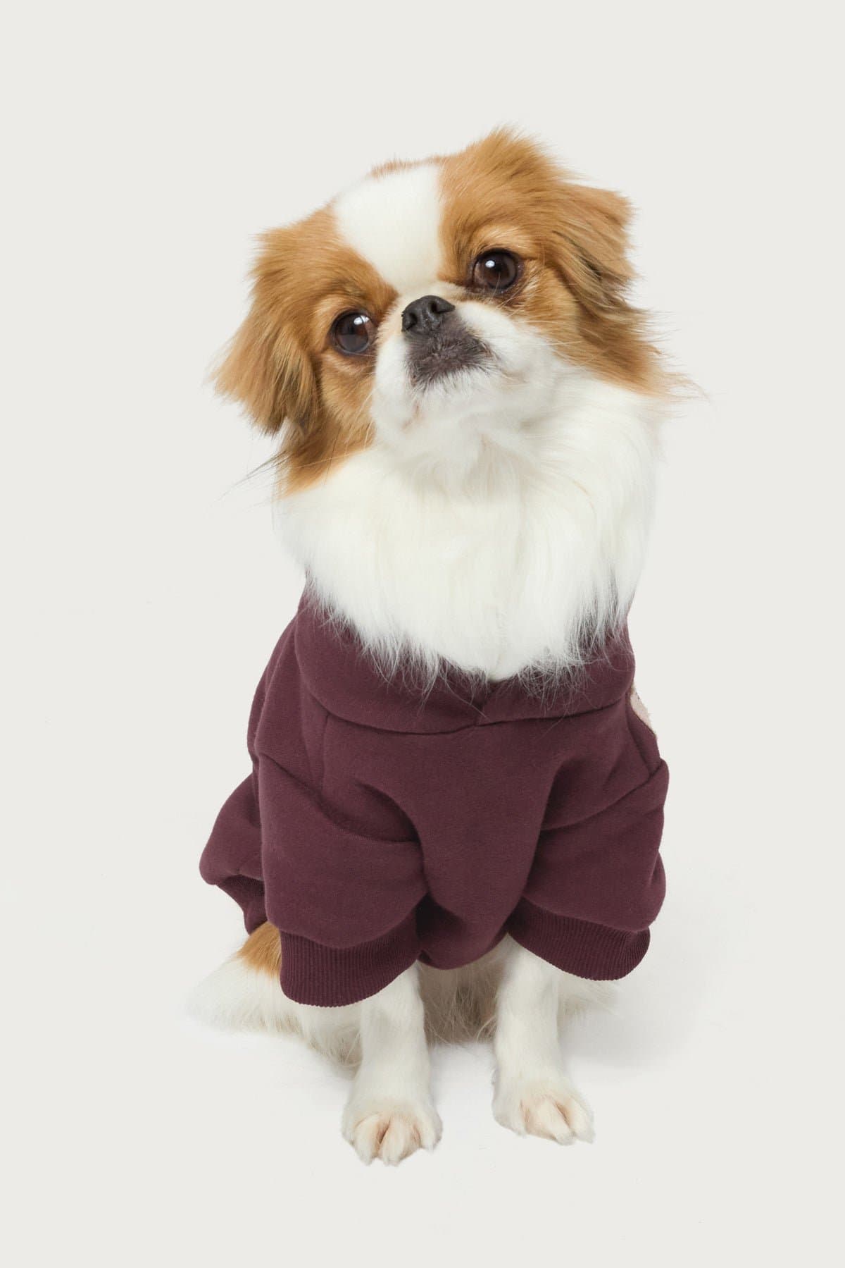 Starly Pet Hoodie with Star Patch, Polyester Cotton Blend, Small Size S