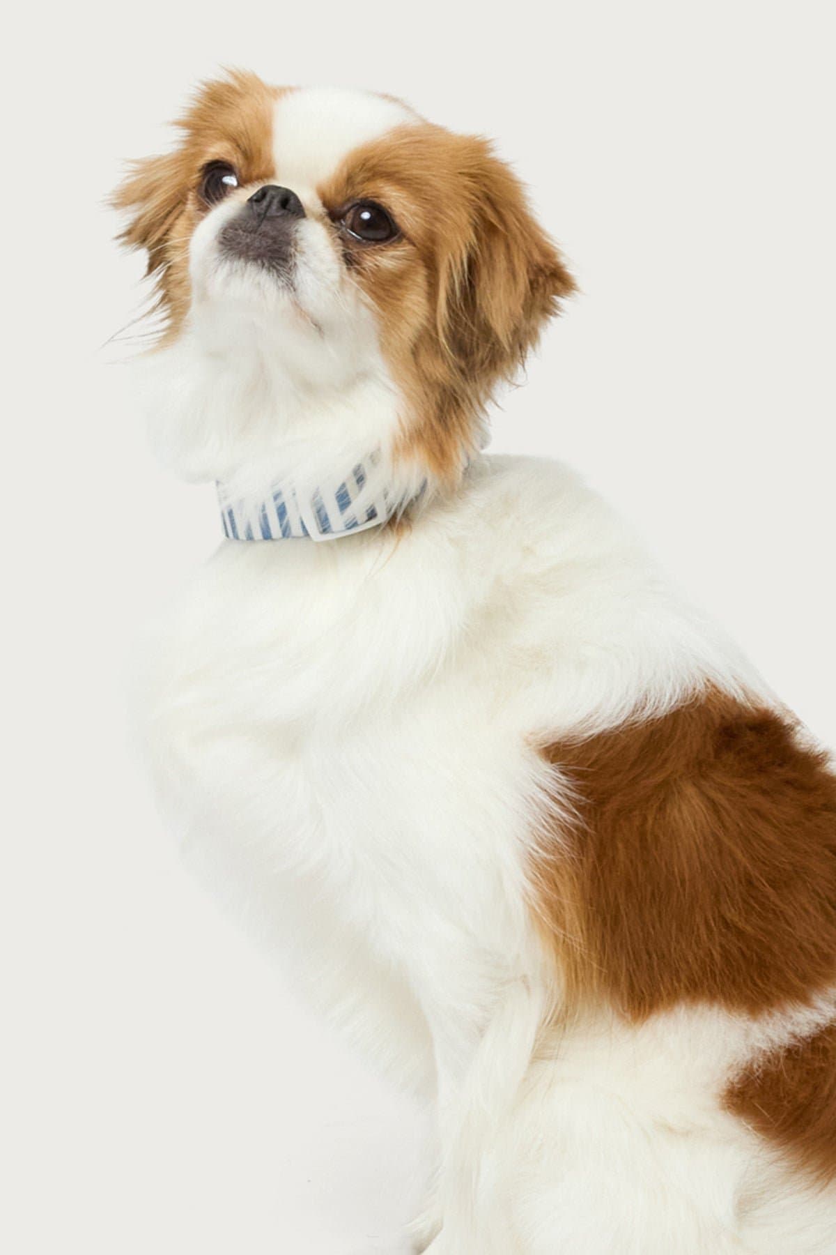 Striped Adjustable Pet Collar - Polyester, Plastic, Metal, Small Size