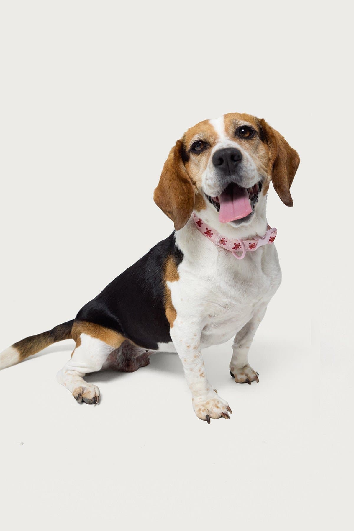 Daylily Pet Collar - Adjustable Polyester Collar with Plastic & Metal Details, Size S