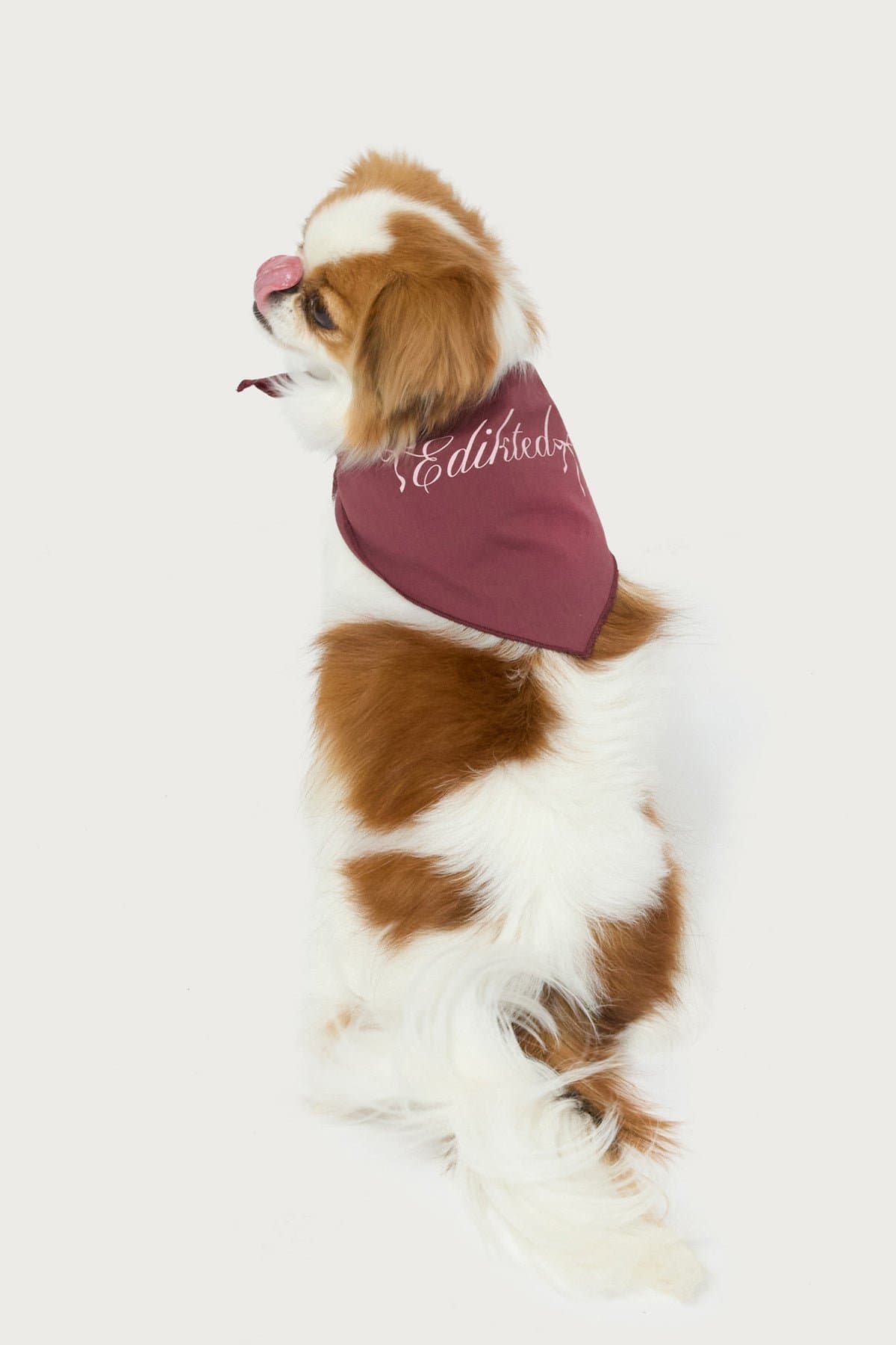 Sasha Bow Pet Bandana 100% Cotton Graphic Print Edikted Text 25.2x16.1in