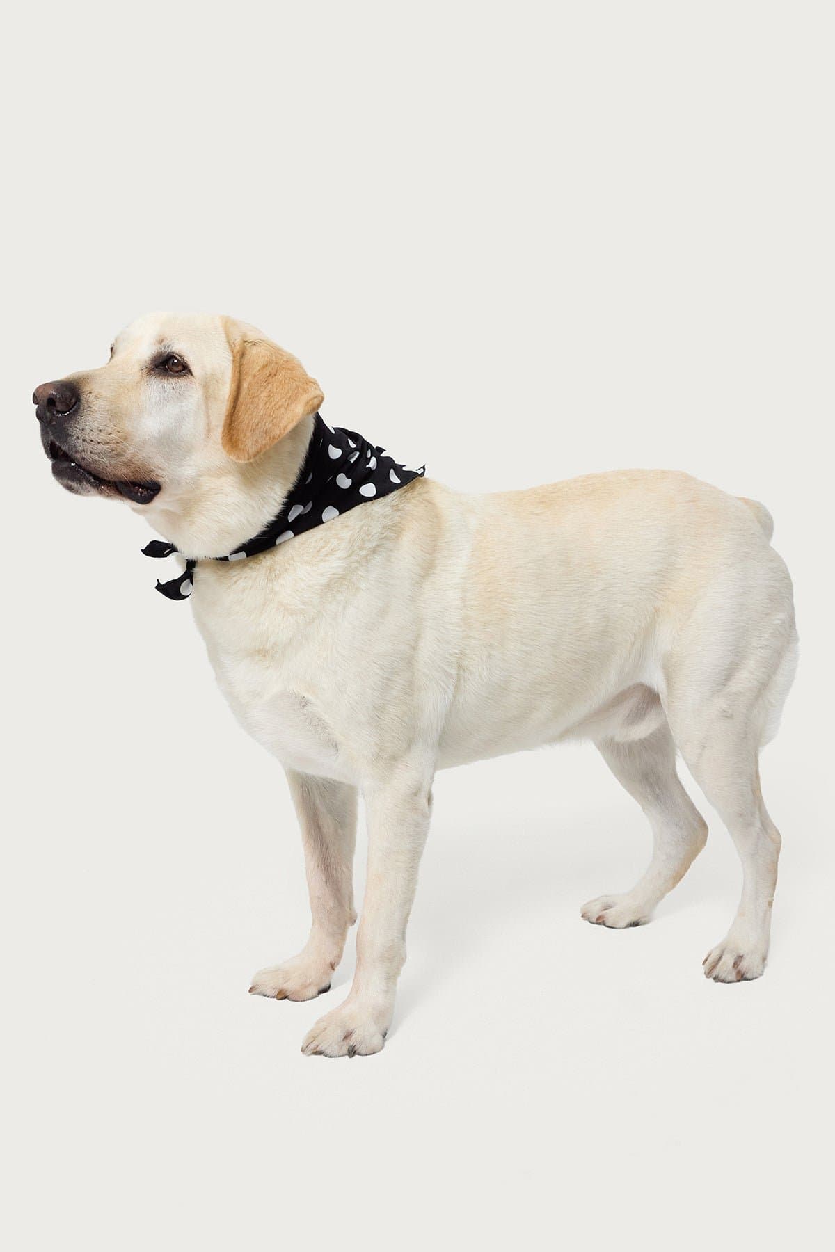 Pawka Dot Edikted Pet Bandana - Polka Dot Polyester Scarf 29.5x19.6in