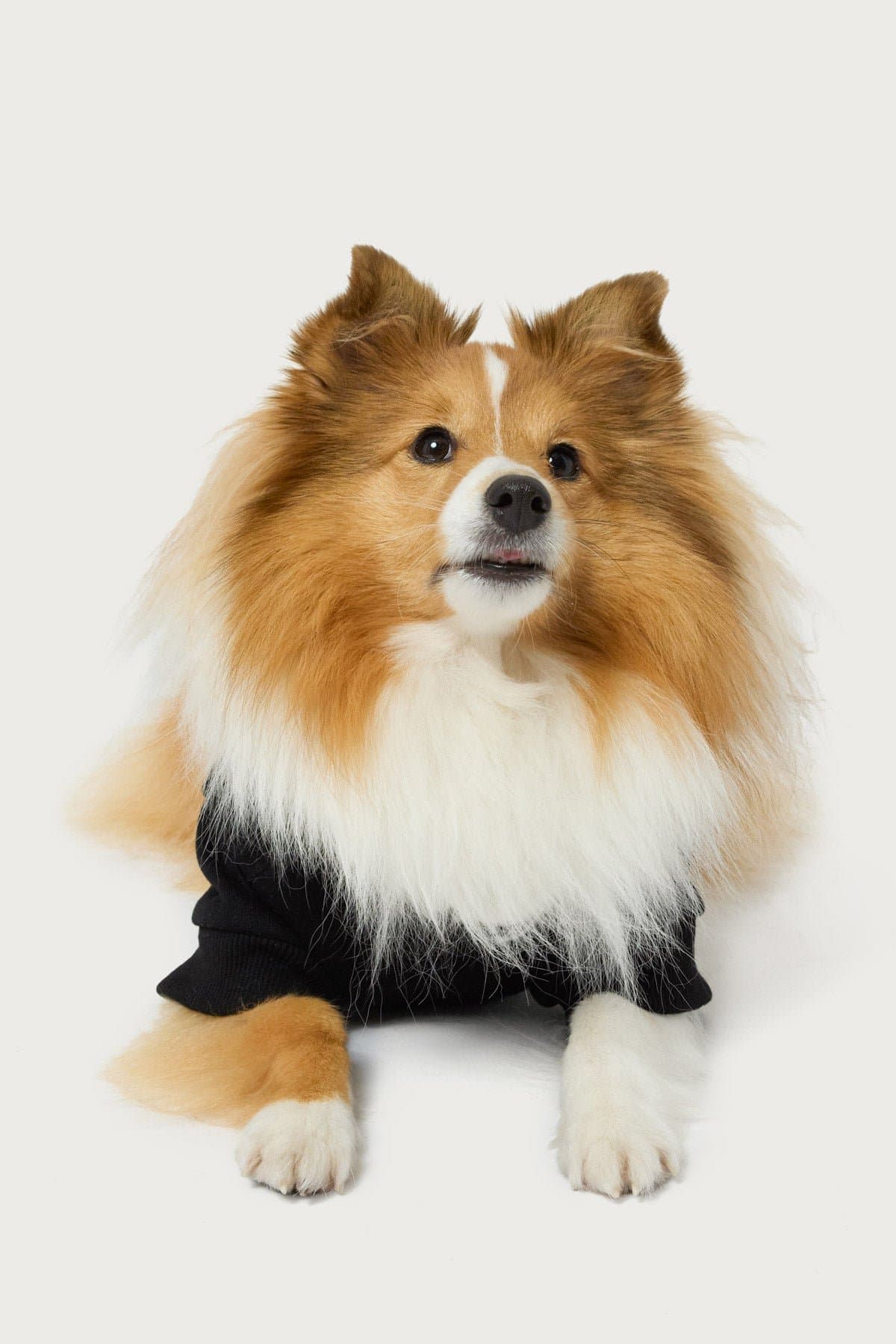 Edikted Star Pet Hoodie - Polyester Cotton Rayon Graphic Print Pet Sweatshirt