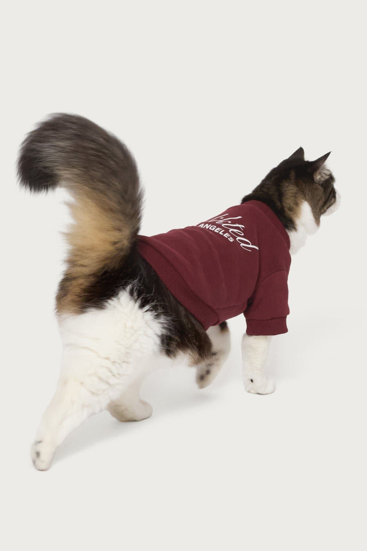Get Edikted Pet Sweatshirt - Polyester Cotton Graphic Hoodie Small Size