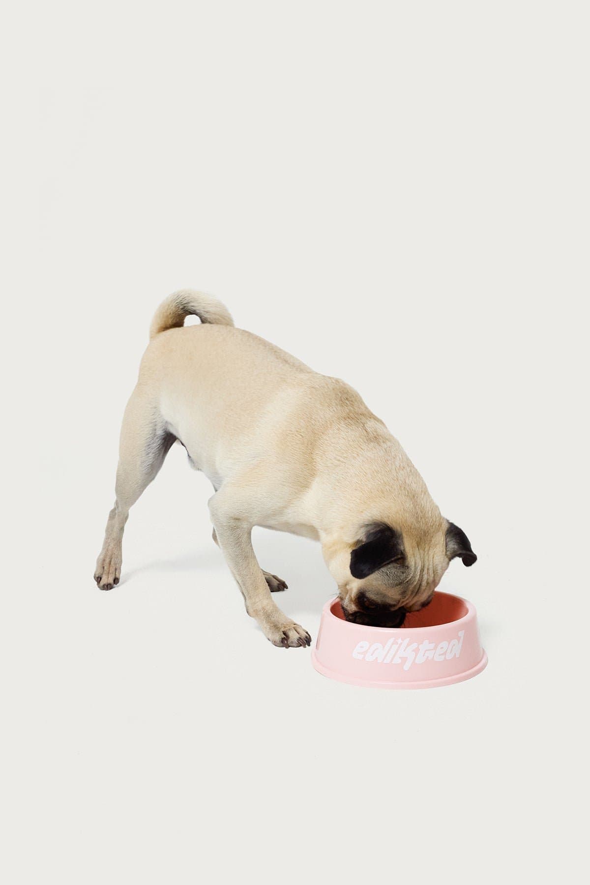 Bone Appetit Pet Bowl - Edikted Graphic Text Plastic 5.5" Diameter