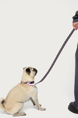 Bonney Bow Pet Leash - Polyester with Bow Graphic Print, Metal Hardware, 73 Inch Length