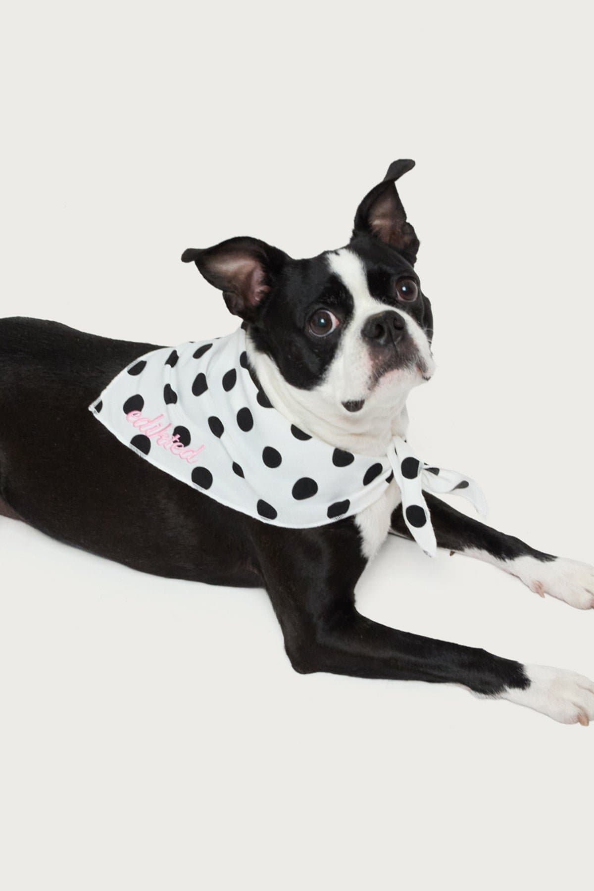 Pawka Dot Edikted Pet Bandana - Polka Dot Polyester Scarf, Embroidered Graphic