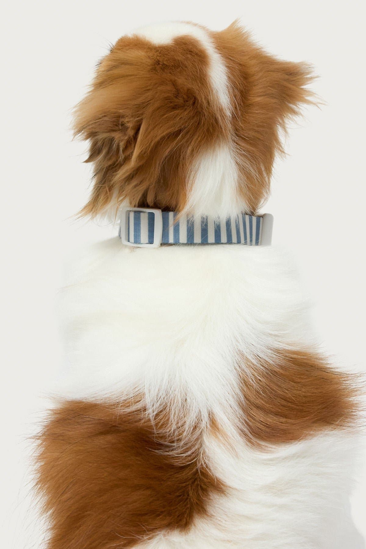 Striped Adjustable Pet Collar - Polyester, Plastic, Metal, Small Size