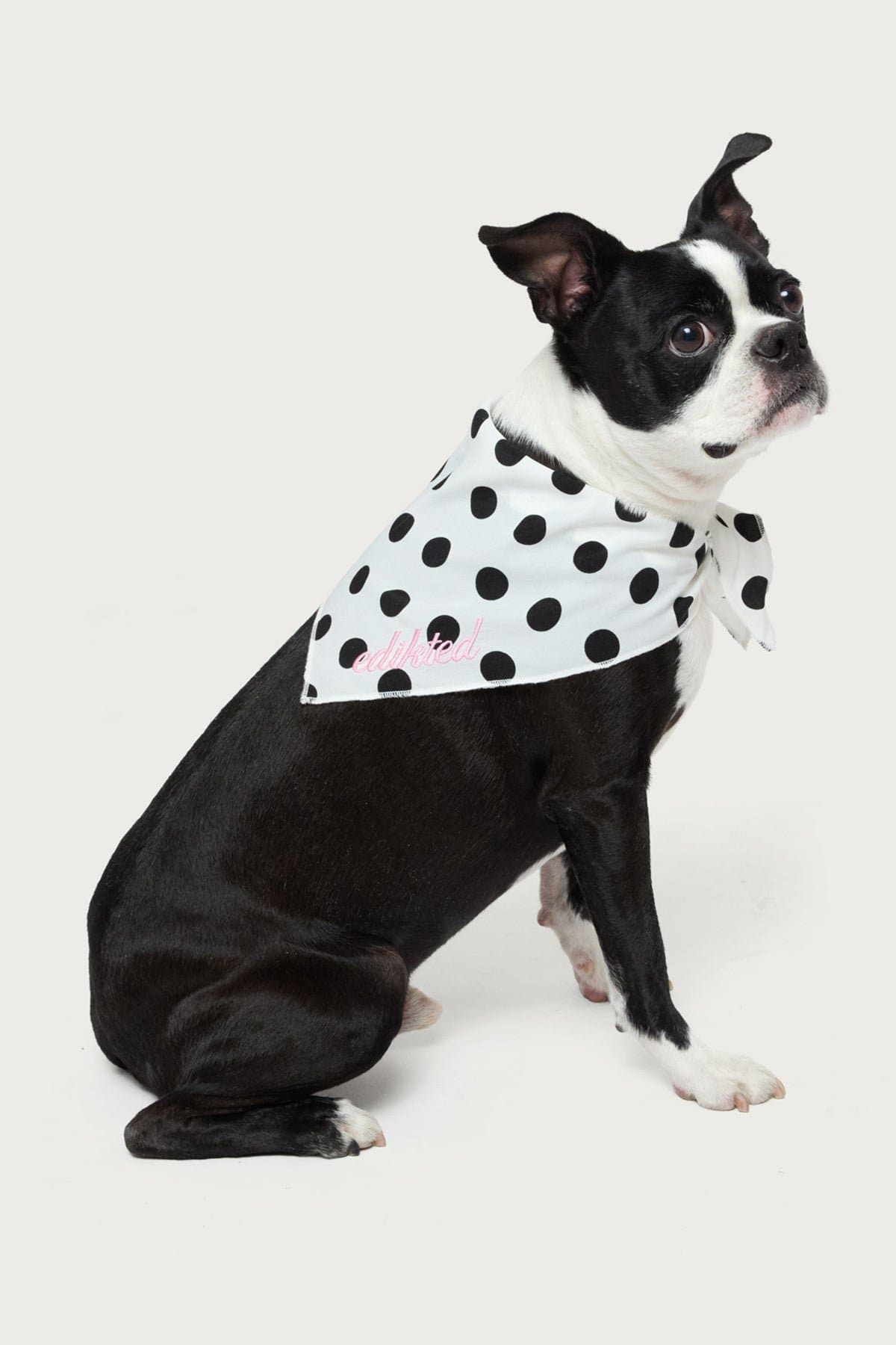 Pawka Dot Edikted Pet Bandana - Polka Dot Polyester Scarf, Embroidered Graphic