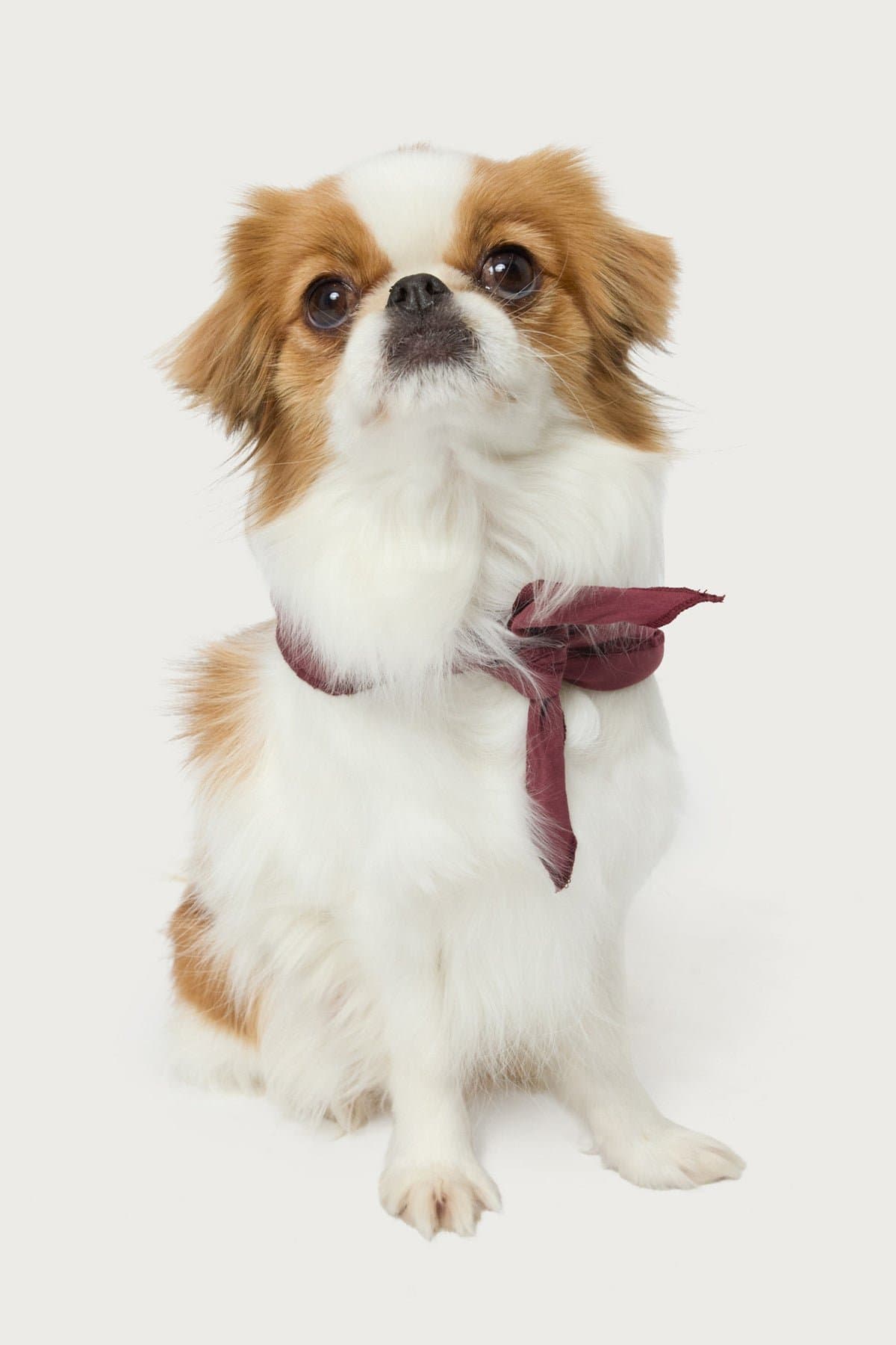 Sasha Bow Pet Bandana 100% Cotton Graphic Print Edikted Text 25.2x16.1in