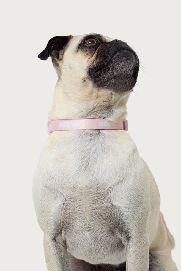 Edikted Adjustable Pet Collar with Graphic Text - Polyester, Plastic, Metal, Sizes S-XL