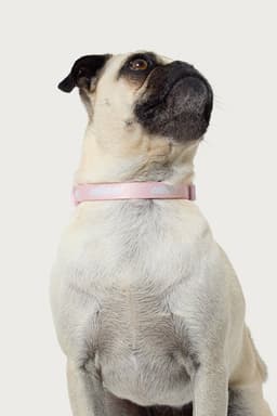 Edikted Adjustable Pet Collar with Graphic Text - Polyester, Plastic, Metal, Sizes S-XL