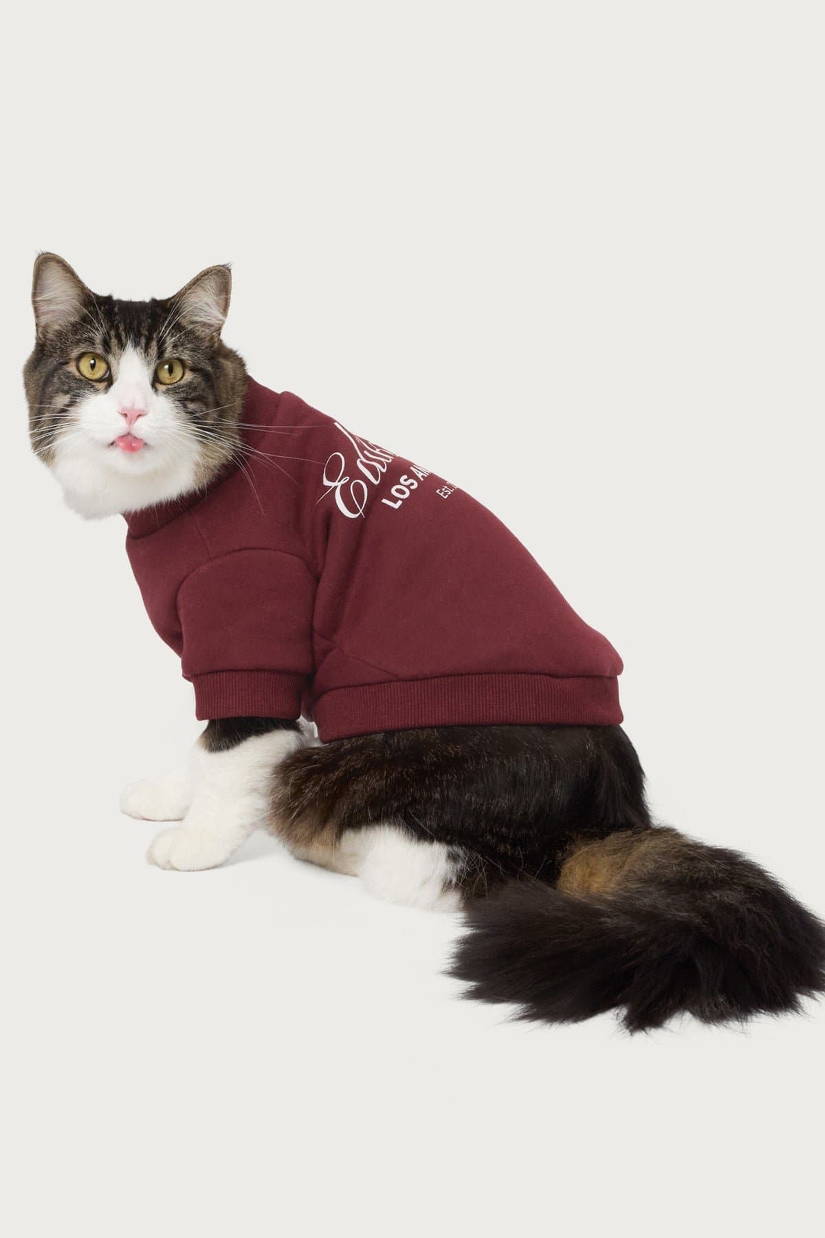 Get Edikted Pet Sweatshirt - Polyester Cotton Graphic Hoodie Small Size