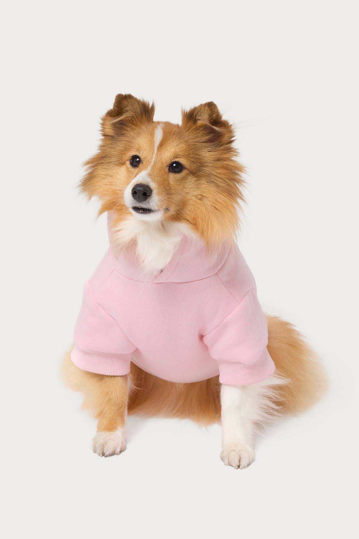Edikted Major Love Pet Hoodie - Puff Print Graphic Unisex Polyester Cotton