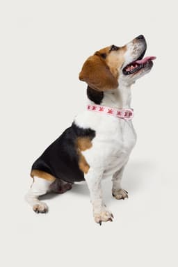 Daylily Pet Collar - Adjustable Polyester Collar with Plastic & Metal Details, Size S