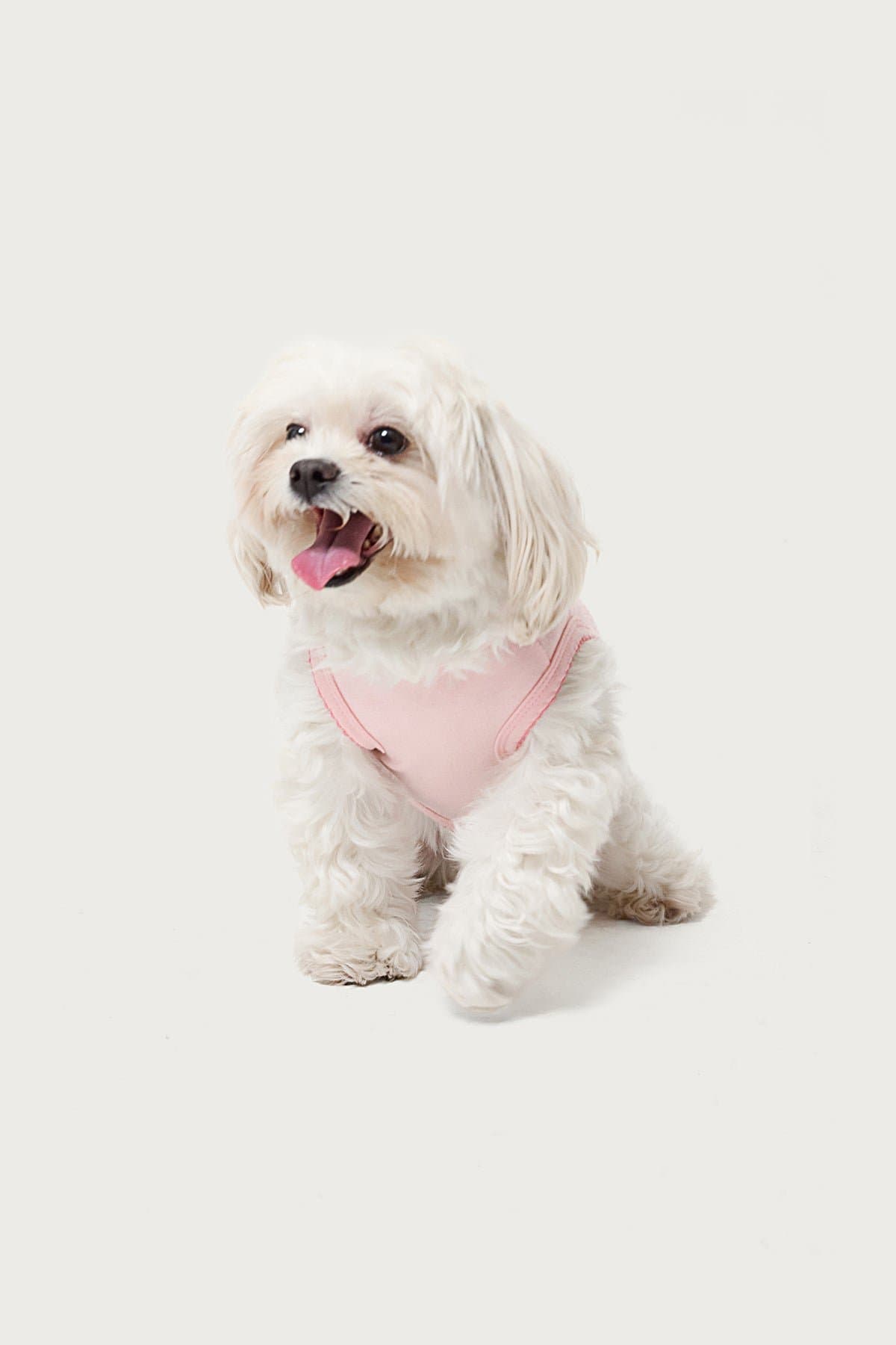 Pawfect Pet Tank Top XS Polyester with Contrast Scalloped Trim and Bow Detail