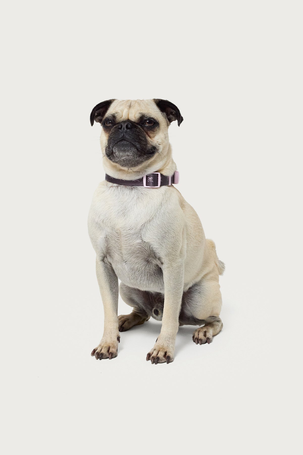Gray Bow Pet Collar for Stylish Pets - Small, Medium, Large Sizes