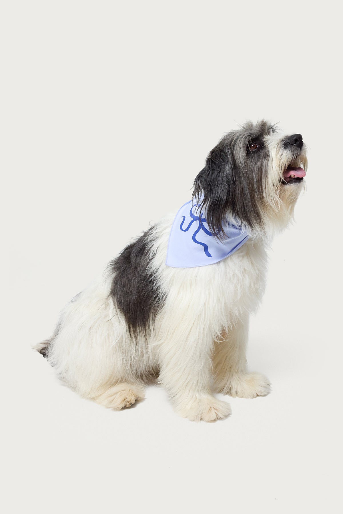Light Blue Bow Dog Bandana for Stylish Pets
