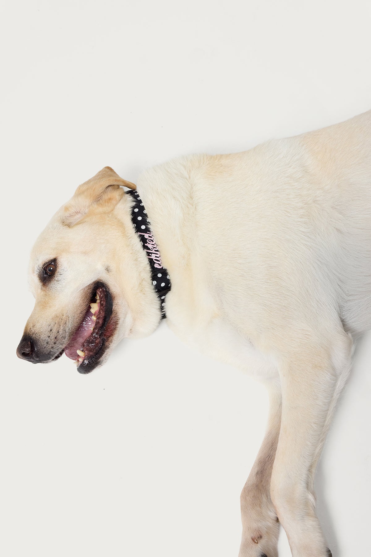 Black and White Spotted Pet Collar - Premium Patterning